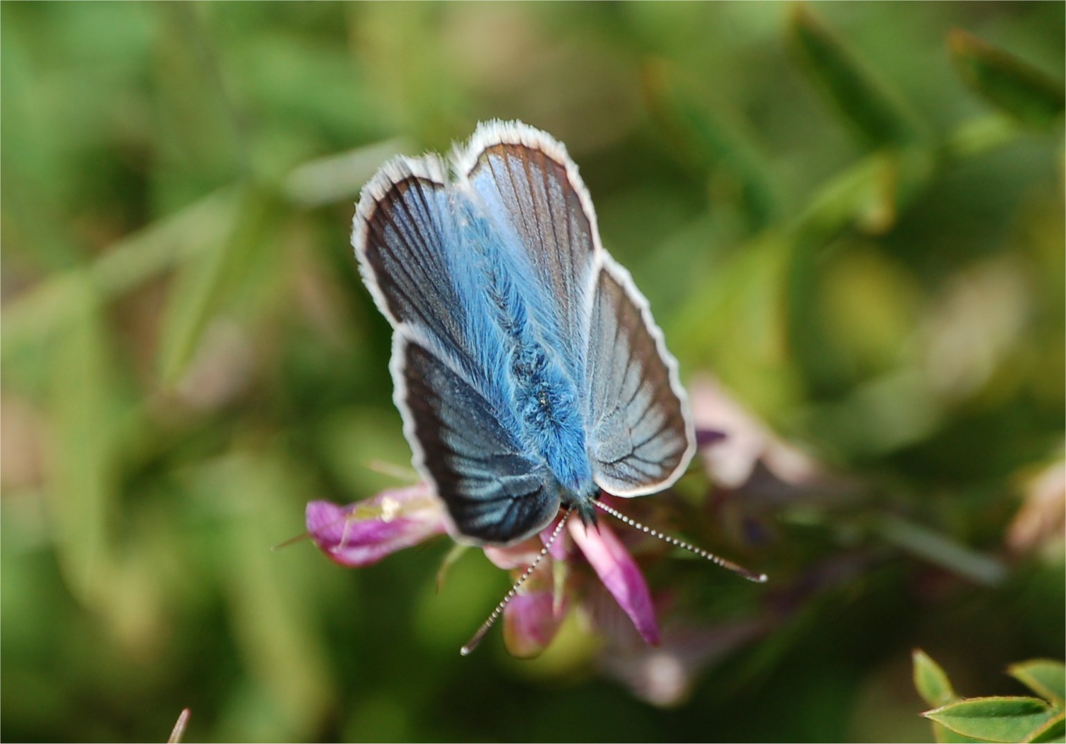 Polyommatus (Agrodiaetus) damon